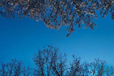 蓝色天空对面的那棵树 树枝的详情就像一个图片框框架背景图片