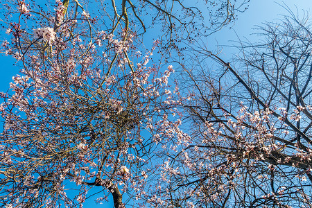 春花 樱花 满是树 切成蓝色的天空叶子生活背景图片