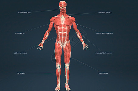 骨骼肌男性人体肌肉系统解剖部落肌腱二头肌拮抗剂小腿伸肌生物学前臂腹肌力量背景