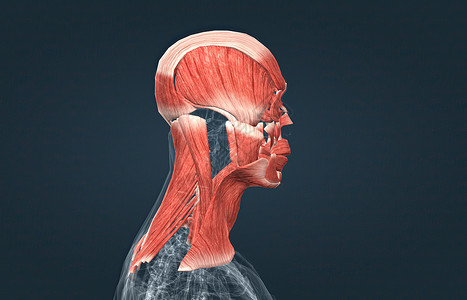 男性头部肌肉系统解剖器官上臂肩胛骨背部腹肌前臂肌腱小腿运动三角肌背景图片