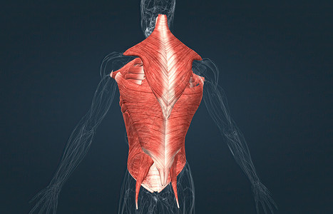 雄性肌肉是覆盖后备箱的肌肉器官大腿前臂背部运动肌腱力量小腿部落拮抗剂背景图片