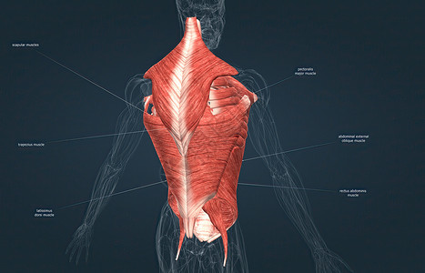 雄性肌肉是覆盖后备箱的肌肉部落背部胸肌器官三角肌肌腱上臂肩胛骨二头肌腹肌背景图片