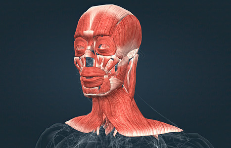 男性头部肌肉系统解剖力量腹肌小腿胸肌运动二头肌肩胛骨生物学三角肌部落背景图片