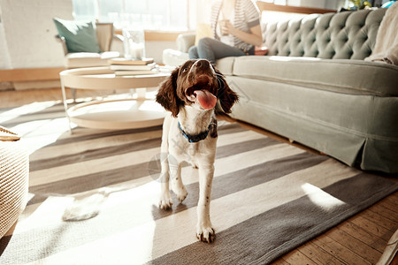 在客厅 公寓或家里的地毯上 狗 家养宠物和可爱的动物充满爱和关怀 顽皮 好奇和快乐的猎犬在休息室里伸出舌头走路 在房间里放松背景图片