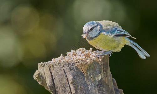 蓝牙 欧亚蓝奶是一只小过山鸟 在乳房家族帕里达Pariidae中 这只鸟很容易被蓝色和黄色的羽毛辨认出来野生动物木头鸟类荒野科学环境高清图片素材