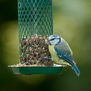 蓝色山雀美丽的自然高清图片