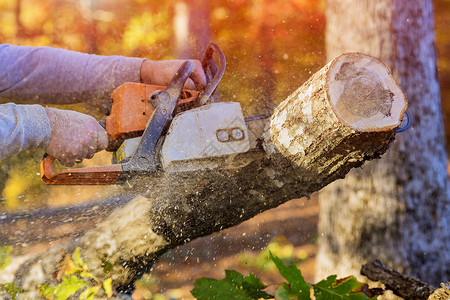砍树图片飓风过后 在森林中一只手链锯的辅助下 一个木匠锯掉树木背景
