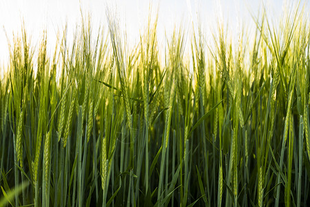 不断成长毛笔字青麦田在阳光明媚的一天 绿地草原与不断成长的年轻大麦芽相比蓝天背景