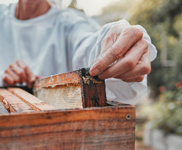 养蜂 生产和养蜂人与蜂蜜合作 在自然界中实现可持续农业耕作 可持续发展 生态友好和农民的手从盒子中提取甜食背景图片