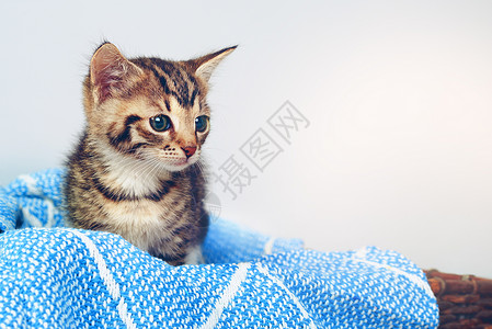工作室拍到一只可爱的小猫坐在篮子里的软毯子上 ( 小猫咪 电影)背景图片