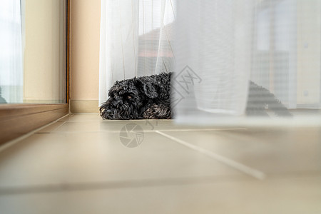 窗边的小黑狗 房子有窗帘 Schnauter孤独白色犬类手表宠物友谊哺乳动物小狗棕色窗户背景图片