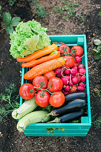 木箱装满花园新鲜蔬菜     收割和园艺香菜杂货草本植物洋葱叶菜食物收获收成场地农民背景图片