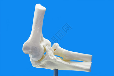 骨骼钙人体肘部解剖模型背景