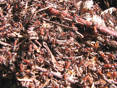 蚂蚁网络素材亚太山背景