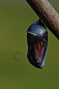 明亮的大帝蝴蝶crysalis高清图片