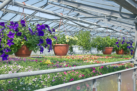 温室植物用品寝具培育生长花园地球花瓶农业叶子高清图片
