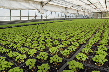 巴西尔花园地球苗圃花瓶寝具生产栽培气候绿色点燃高清图片