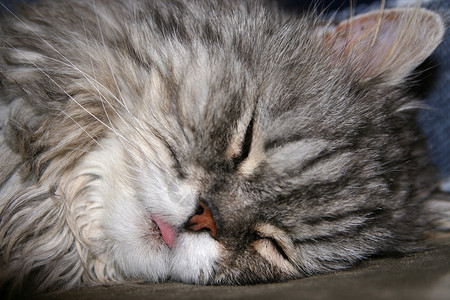 猫舌舌语胡须睡眠灰色猫科动物宠物猫咪背景