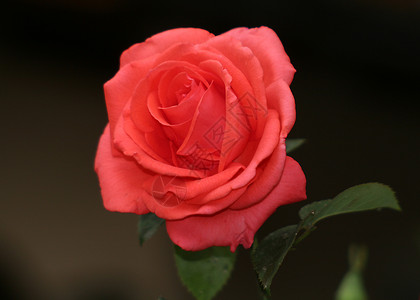 红玫瑰园艺念日生日植物学植物宏观叶子热情礼物插花高清图片