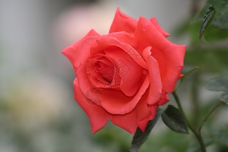 红玫瑰已婚念日庆典园艺花瓣花朵宏观生日叶子插花高清图片