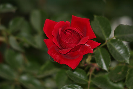 红玫瑰装饰品庆典玫瑰念日花瓣已婚插花情人花朵植物学高清图片