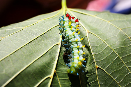 叶子上的毛虫宏观绿色昆虫脊椎动物蝴蝶背景图片