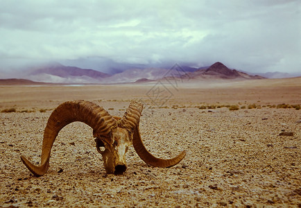 沙漠巨角羊荒漠颅骨盘羊石头棕色日落灰色动物天空死亡喇叭背景