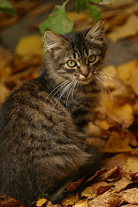条纹小猫黄色眼睛耳朵公园背景图片