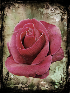 格朗盖玫瑰花染色插图花瓣背景图片