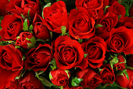玫瑰背景织物紫色花店订婚花瓣假期边界婚姻火花礼物背景图片