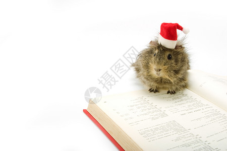 圣诞老人猪小屁几内亚猪生活阅读胡须绒毛朋友耳朵知识学习工作室哺乳动物背景