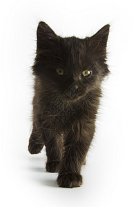 黑小黑猫婴儿动物伴侣黑色猫科宠物小猫背景图片