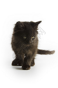 黑小黑猫黑色伴侣宠物动物小猫婴儿猫科背景图片