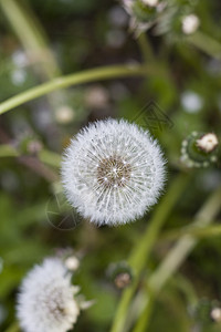 花层柔软度生长植物群杂草种子植物白色绿色背景图片