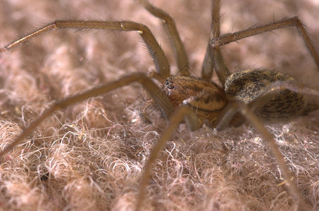 大蜘蛛蜘蛛眼睛宏观昆虫头发地毯女性背景