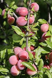 红羽生长果汁李子植物浆果饮食食物维生素花园水果背景图片