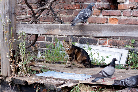 猫和鸽子素材和鸽子栅栏木头猎人尾巴动物午餐宠物危险房子棕色背景