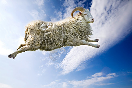 跳山羊飞羊家畜飞跃白色荒野食物山羊动物内存天空哺乳动物背景
