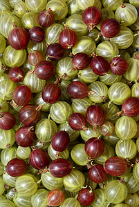 鹅莓小球水果圆形绿色醋栗食物衬套背景图片