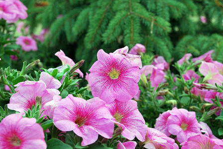 粉色植物边框粉色佩图尼亚牵牛花芳香花坛紫色植物群园艺雌蕊宏观植物学花束背景