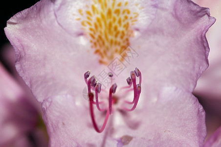 玫瑰节的开花柱头心皮雌蕊宏观花药背景图片