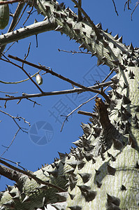 大腹木棉ceiba树  宏公园丝绸植物学异国木棉丛林荆棘气候水果边缘背景