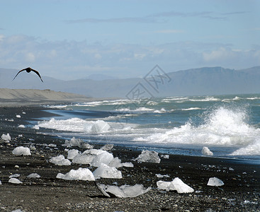 海滩的冰花动物冰川海岸飞溅野生动物气泡冰蓝水晶寒冷荒野背景图片