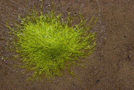 藻类棕色海滩海藻绿色植物背景图片