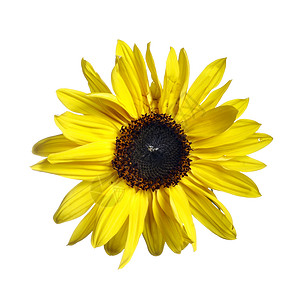 向日葵的开花黄色雌蕊心皮植物花瓣宏观花药背景图片