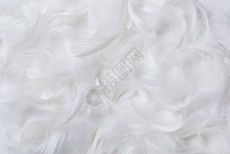 羽间背景背景羽化脆弱性鸭绒白色水平羽毛柔软度棉被美味倒钩背景图片