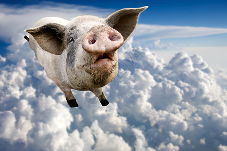 飞翔的猪飞猪束缚粉色小猪公猪蓝色概念航班微笑动物农场背景