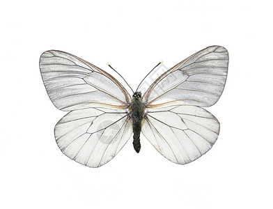 白色蝴蝶素材黑黄白蝴蝶昆虫学昆虫白色动物鳞翅目生物学山楂翅膀天线困境背景