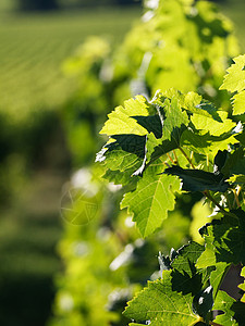 藤场酿酒葡萄命令种植园食物生长树叶收成植物水果高清图片