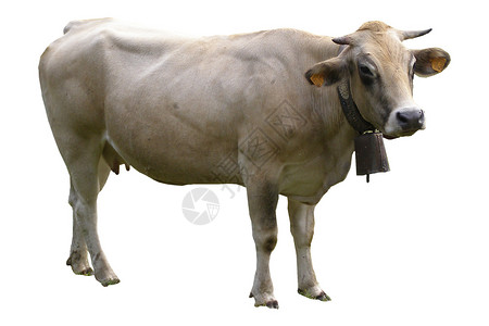 奶牛白色农场奶制品食物牛奶动物背景图片